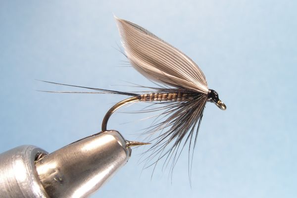 Black Quill Fly