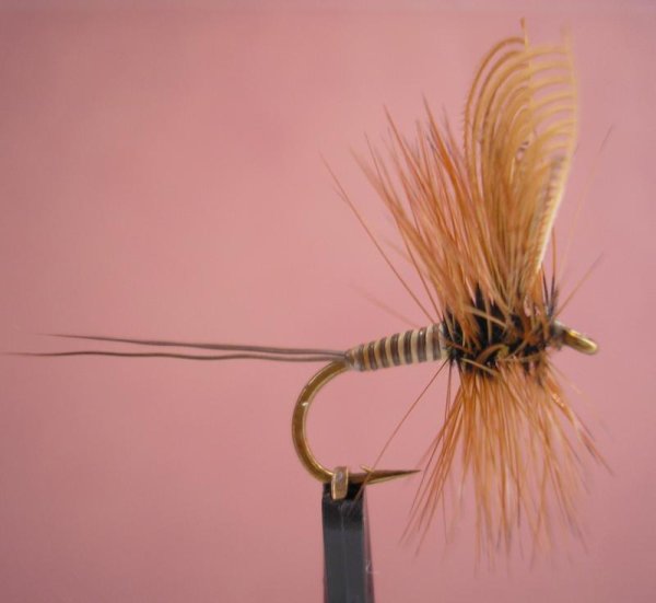 Ginger Quill Dry Fly