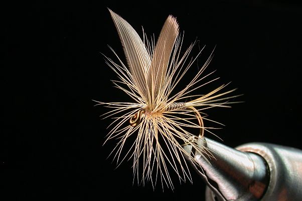 Ginger Quill Dry  Fly