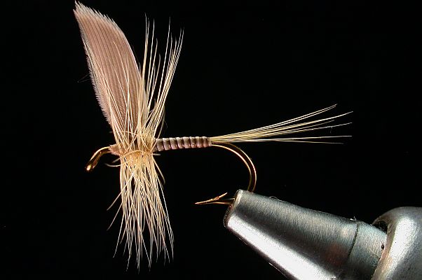 Ginger Quill Dry  Fly