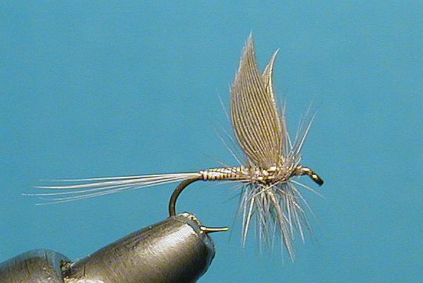 Blue Quill Dry  Fly